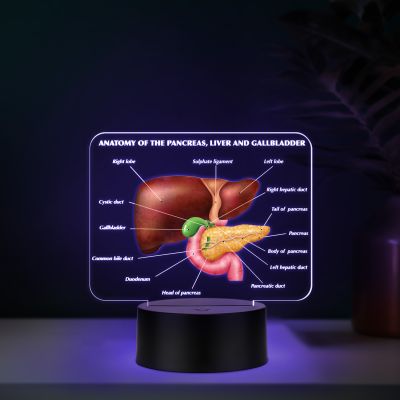 3D Illusion Liver Function LED Night Lamp Educational Study Table Lamp with 7 Color Changing Light Medical Student Room & Doctor Clinic Decor